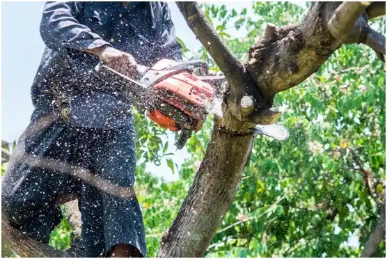 tree services Columbia